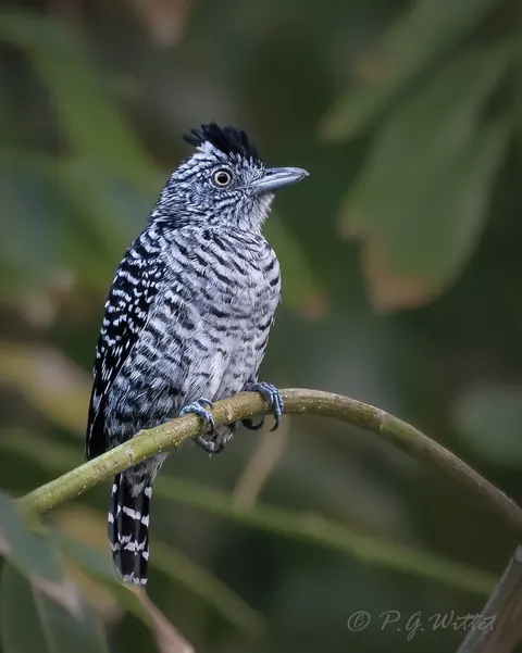 A barred antshrike on a branch