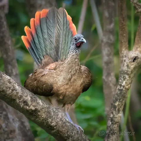 A cocrico, Tobago's national bird, fanning its tail