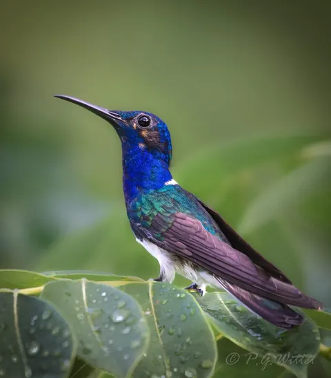 A blue-headed hummingbird perched among leaves