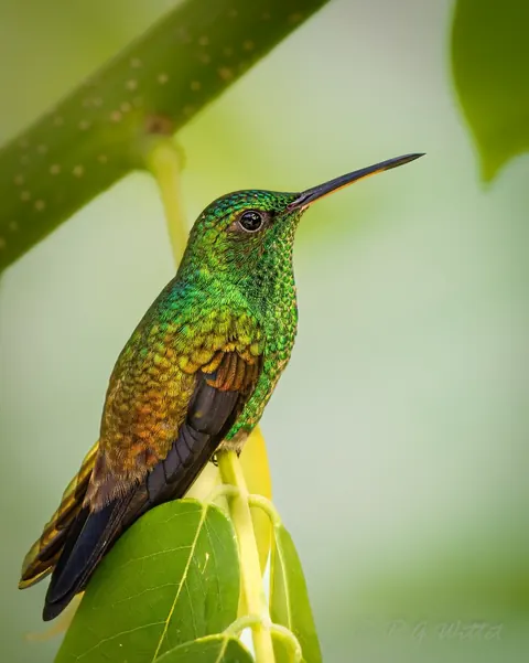 A green hummingbird perched on a leaf