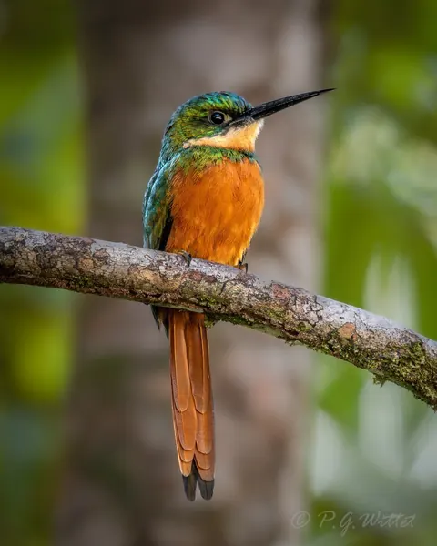 A rufous-tailed jacamar on a branch