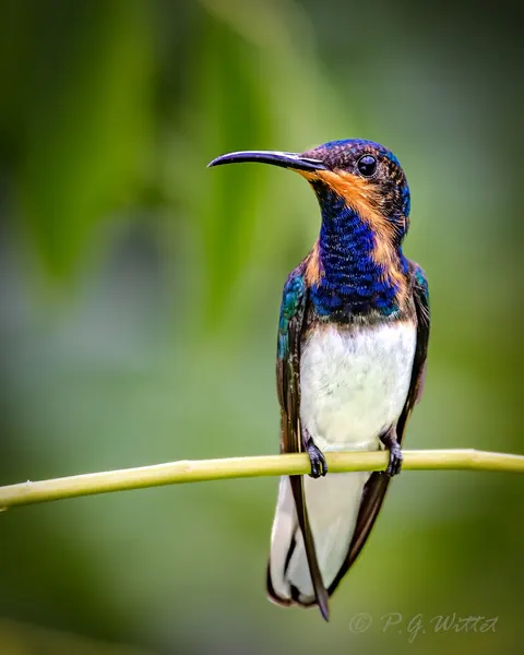 A white-necked jacobin hummingbird on a branch