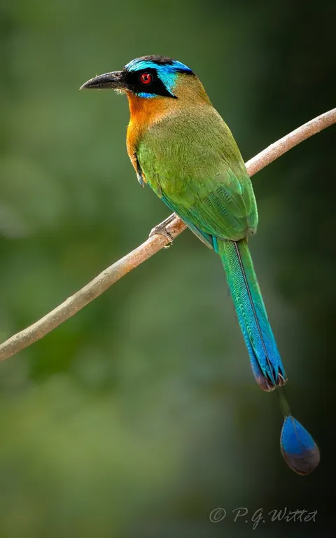 A motmot perched on a branch