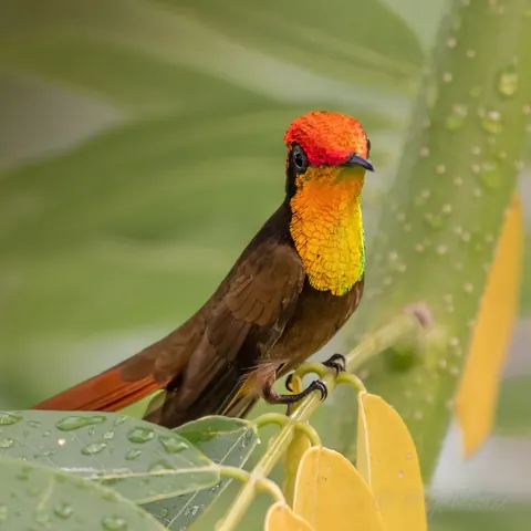 A ruby-topaz hummingbird with a red crown and golden throat