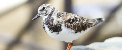 A ruddy turnstone