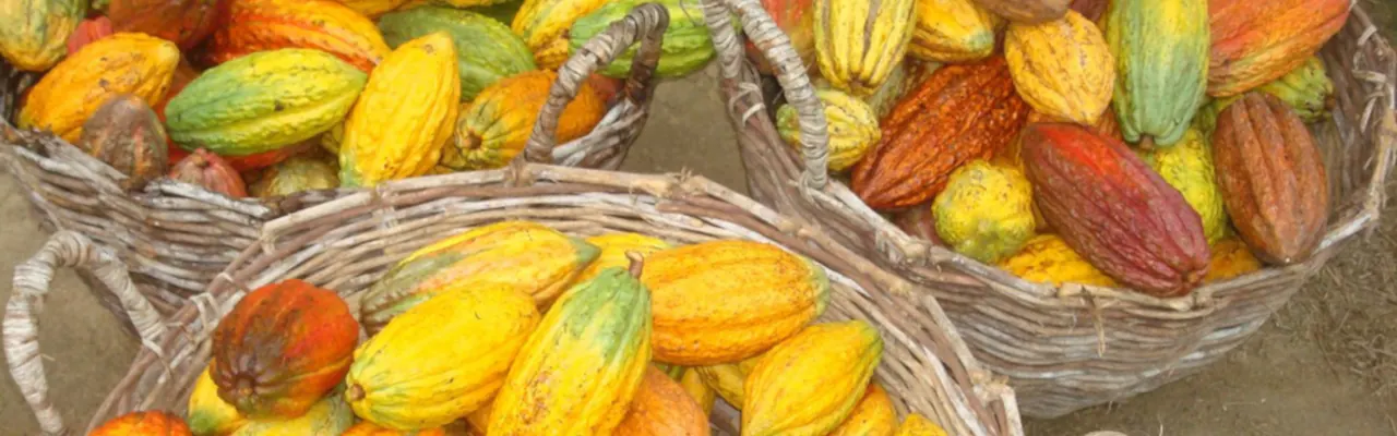 Baskets of freshly picked yellow and orange cocoa pods