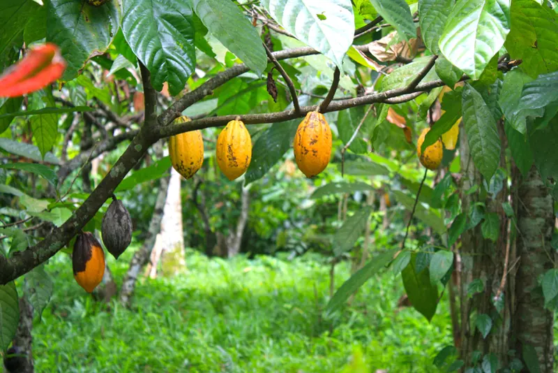 Ripening cocoa pods on a cocoa tree