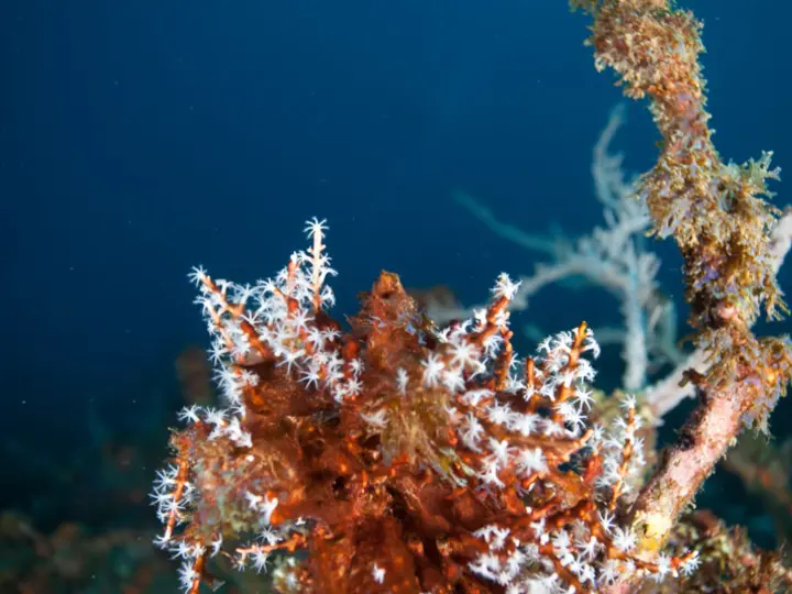 Soft coral on a reef off Speyside, Tobago