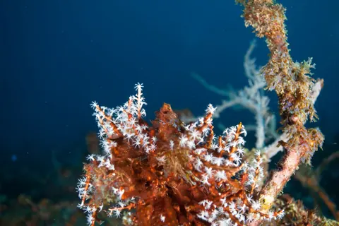 Soft coral on a reef off Speyside