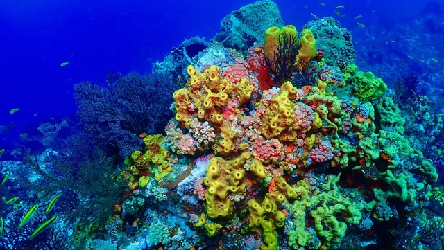 Bright sponges and corals on the reef