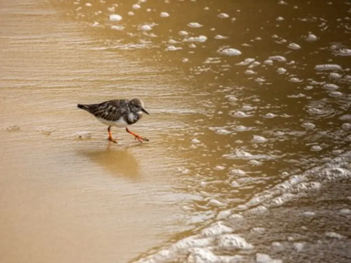 Ruddy turnstone wading along the shoreline