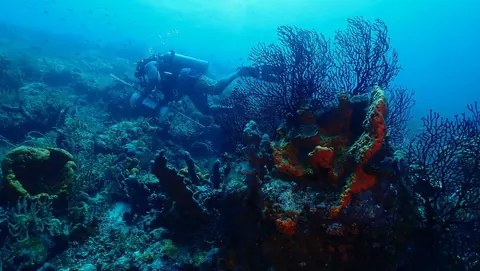 A diver among sea fans