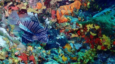 A lionfish over a colorful reef