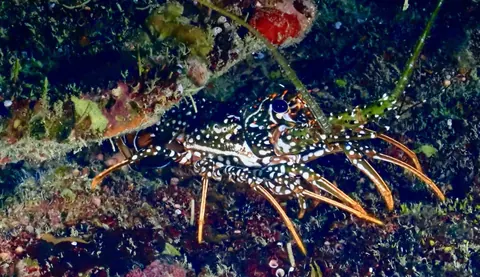 A spotted spiny lobster on the reef