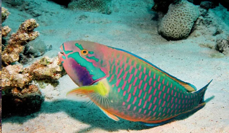 A parrotfish swimming over the reef
