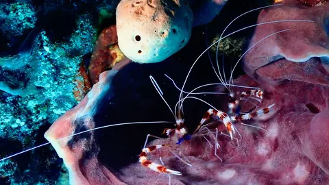 A banded coral shrimp on a sponge