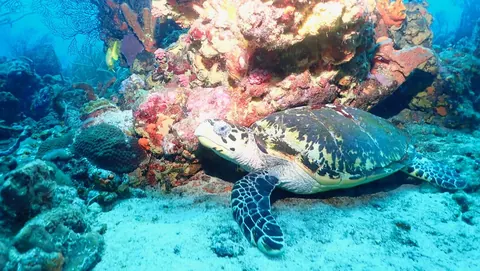 A hawksbill turtle resting on the reef