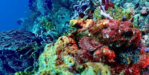 A reef wall covered in colorful sponges and coral